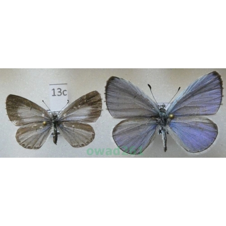 Celastrina argiolus (Linnaeus, 1758) pair Greece13c